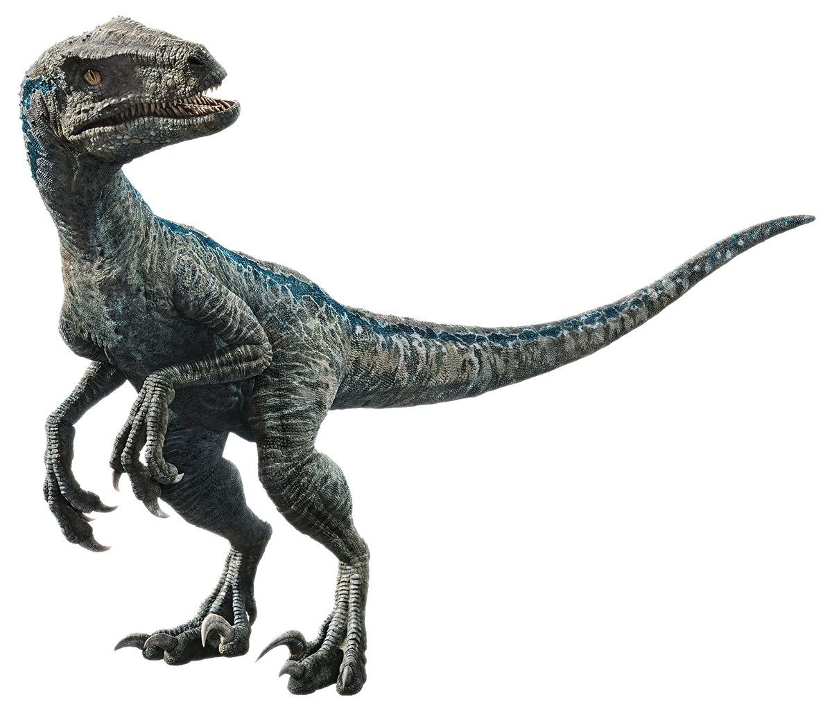 Velociraptor from Jurassic World: Fallen Kingdom